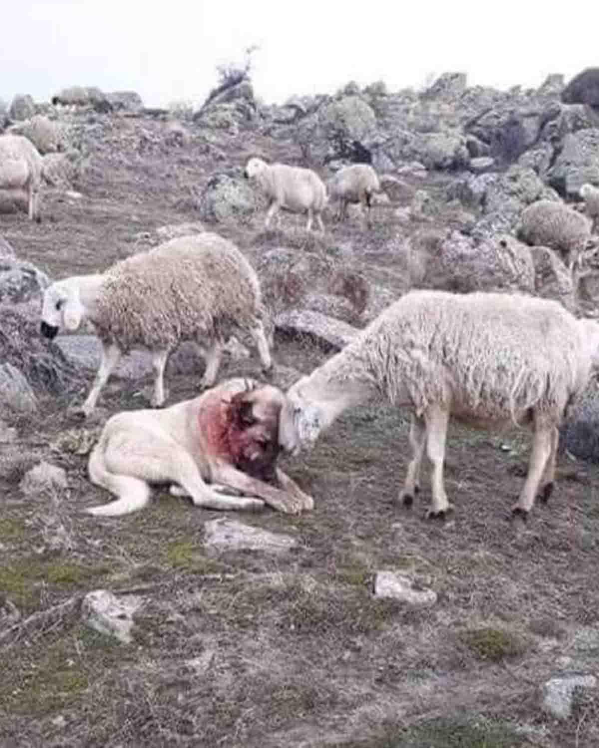 wounded lamb